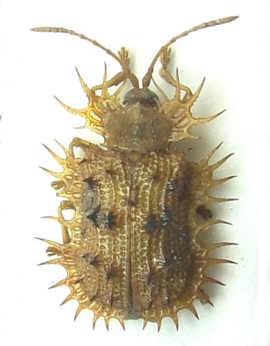 Réf. 194 662 : Platypria centetes
